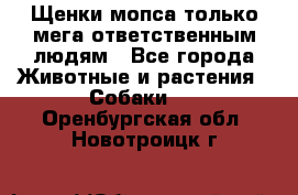 Щенки мопса только мега-ответственным людям - Все города Животные и растения » Собаки   . Оренбургская обл.,Новотроицк г.